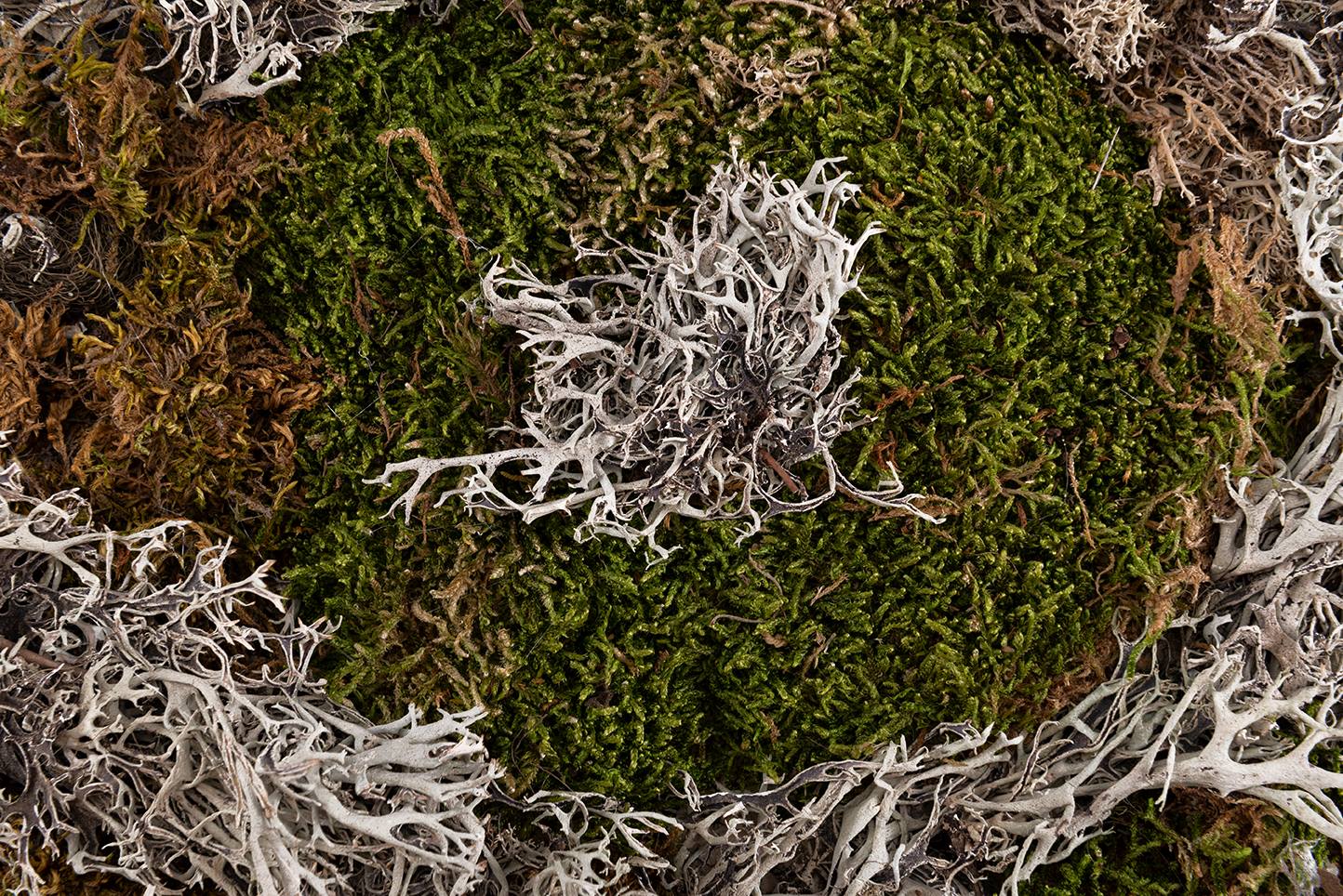 Tableaux de mousses et lychens