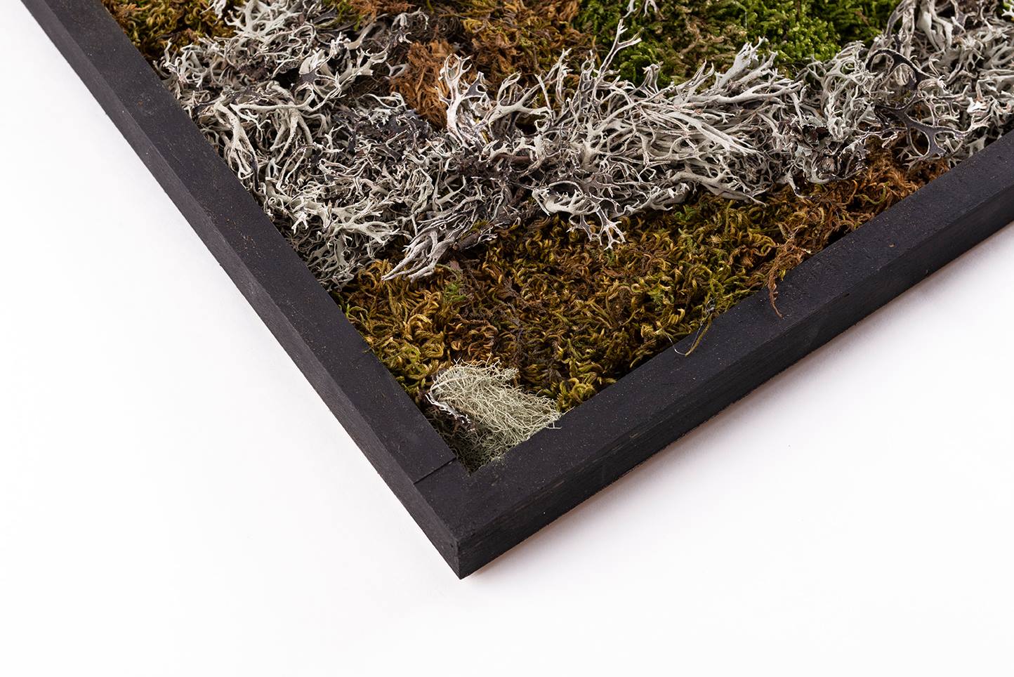 Tableaux de mousses et lychens