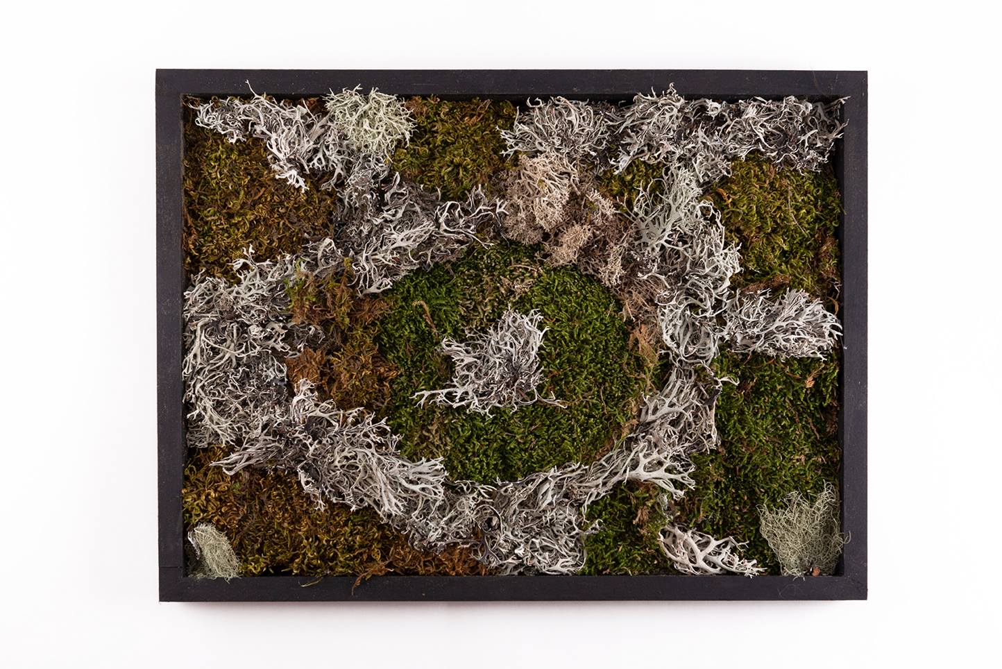 Tableaux de mousses et lychens