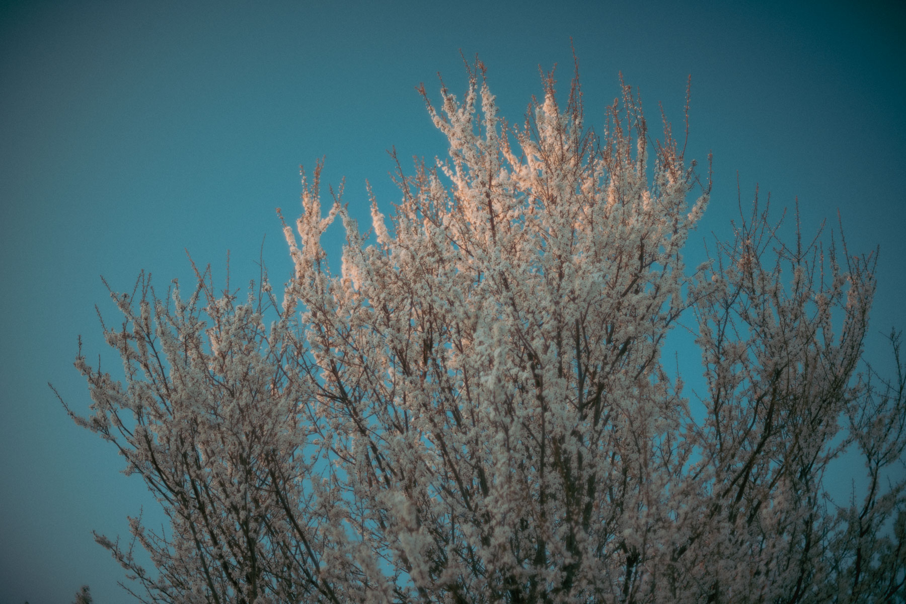 Atelier sur le bouturage et la greffe d'arbre fruitier 4h