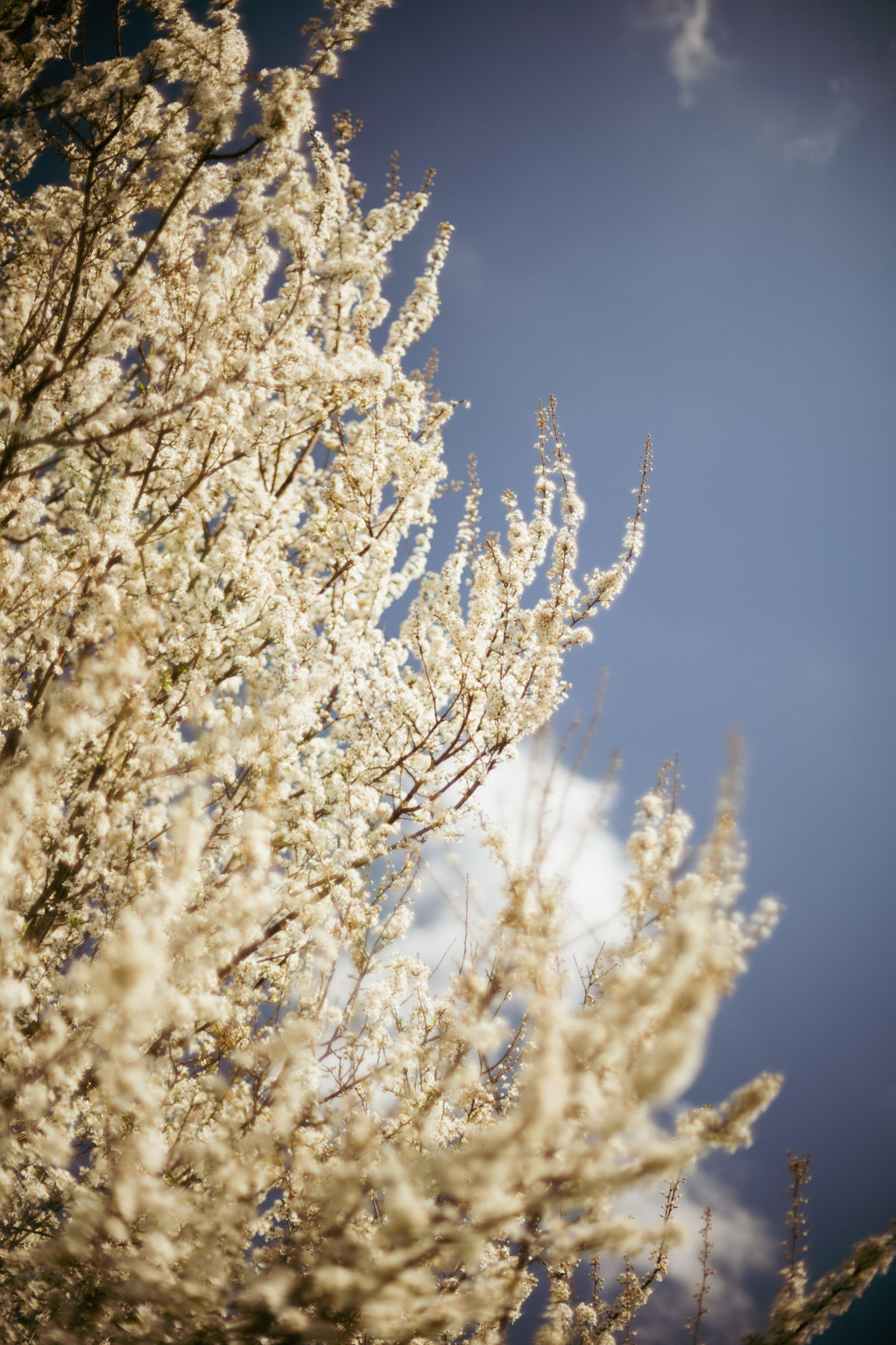 Atelier sur le bouturage et la greffe d'arbre fruitier 4h