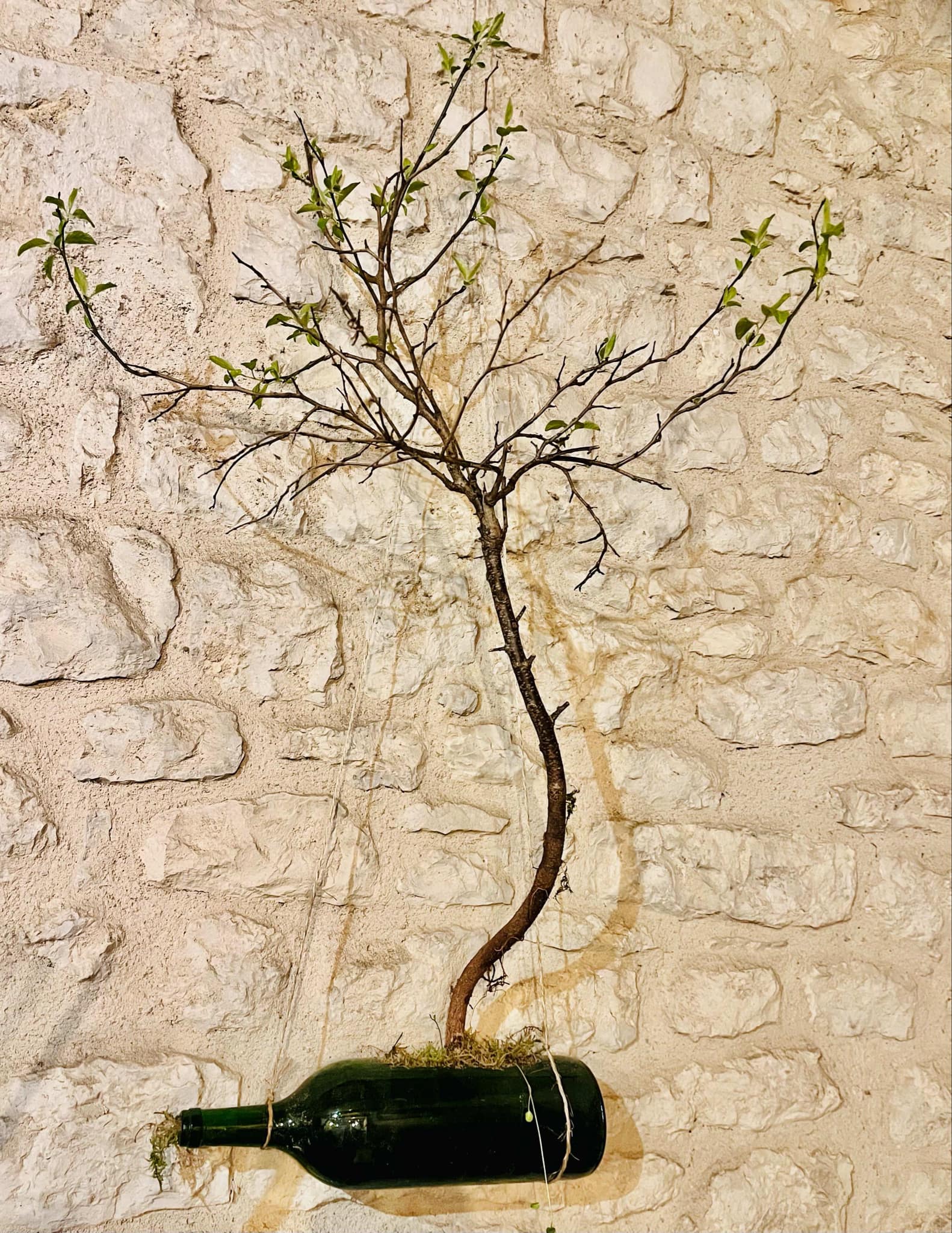 Végétal en bouteille