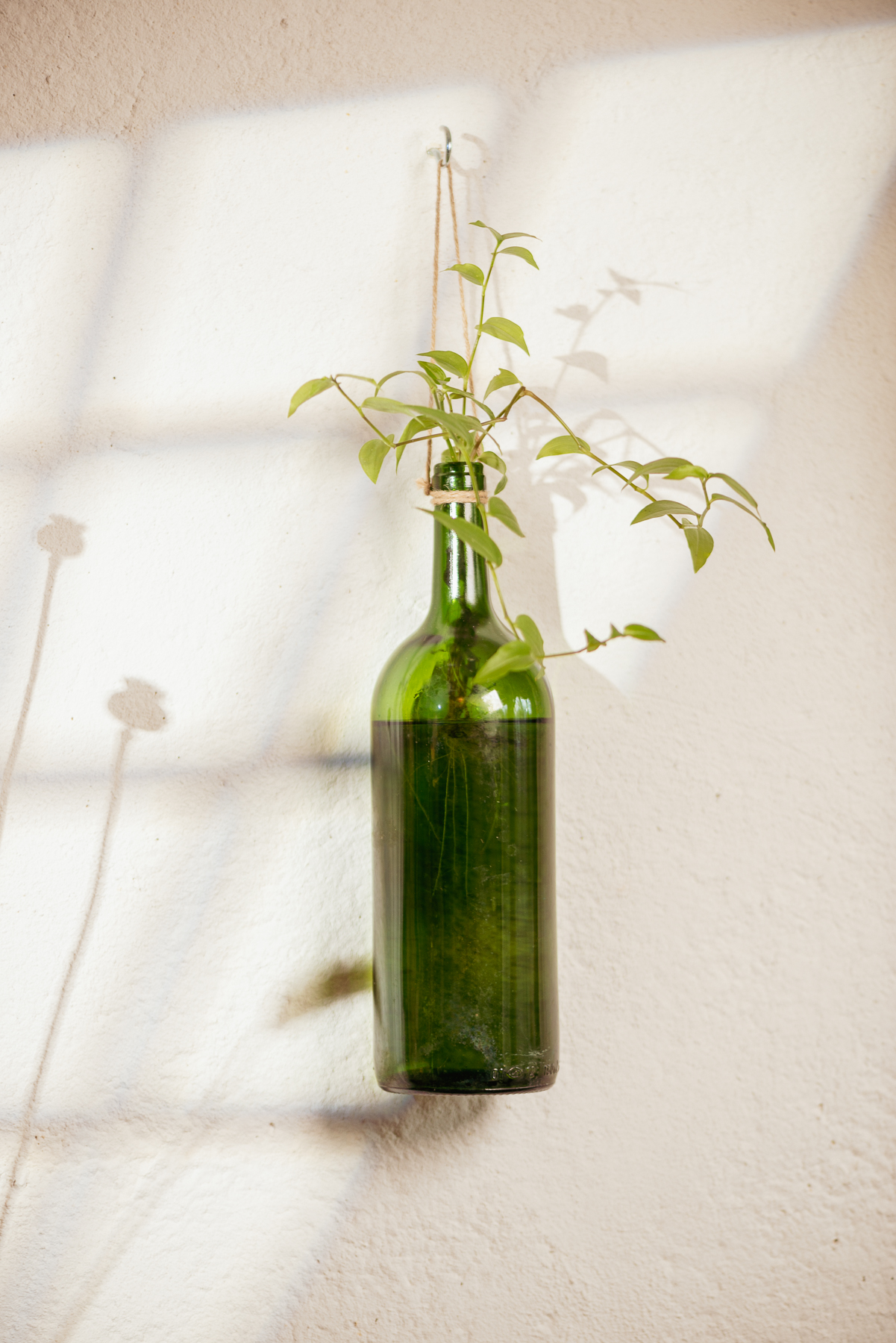 Végétal en bouteille