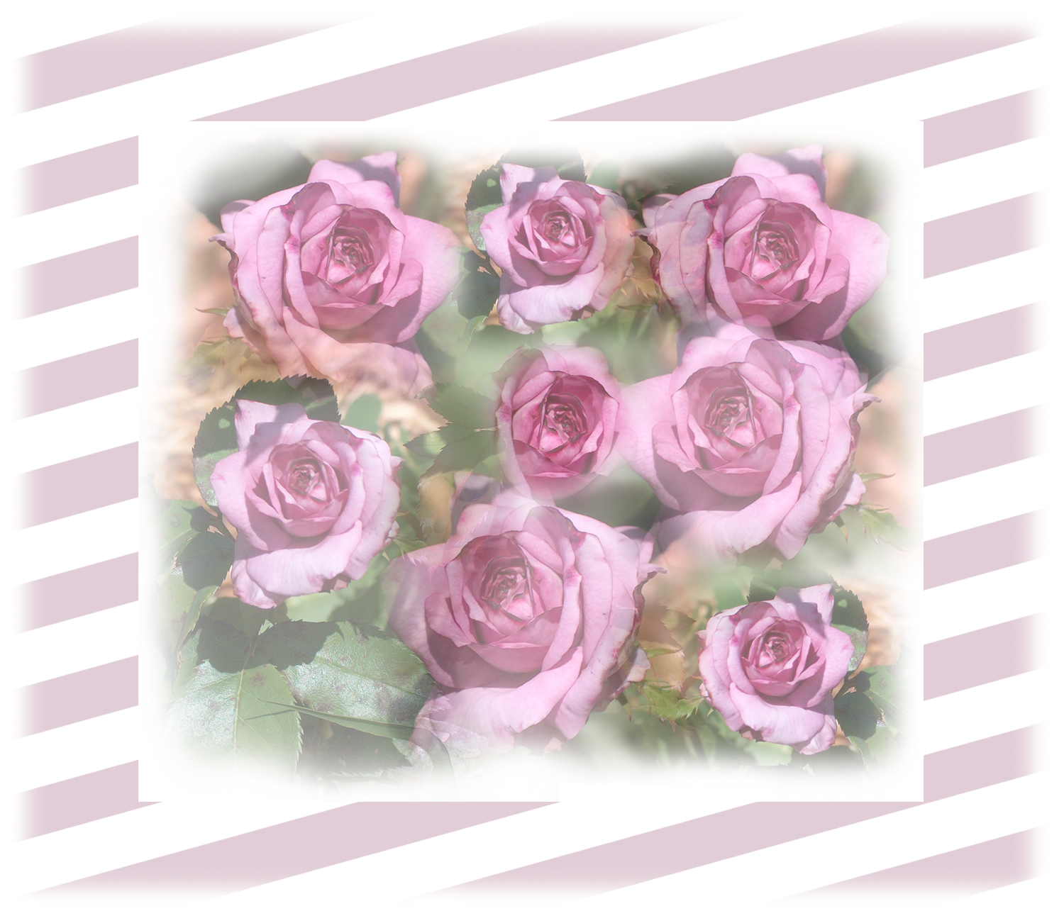 Lavender Rose Fabric 42" wide, make a pillow, quilt or wall hangings