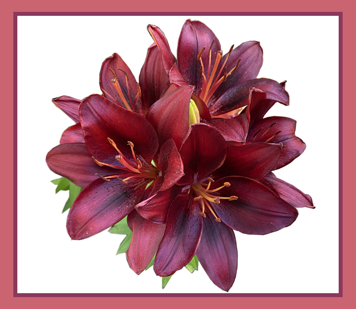 Asiatic Lily Faith Hope Fabric Collection by the yard or fat quarter, make a pillow, quilt or wall hangings