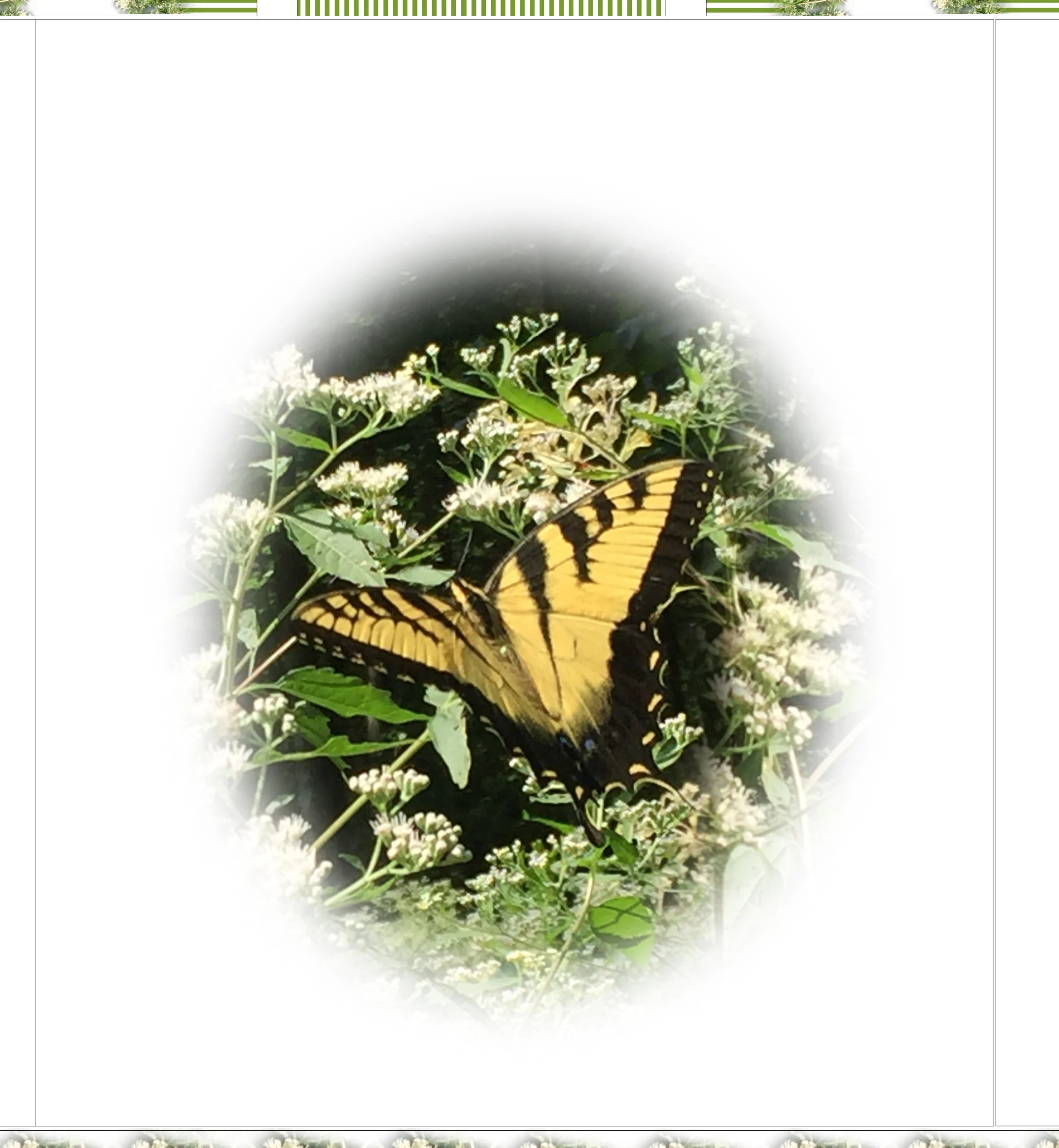 Sabrina Butterfly Fabric, sew your own pillow, outlines printed for sachets, pillow fronts and trim pieces  42" wide by 36"