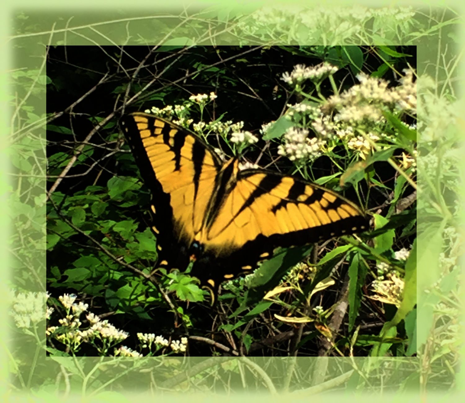 Sabrina Butterfly Green Fabric 42" wide, make a pillow, quilt or wall hangings