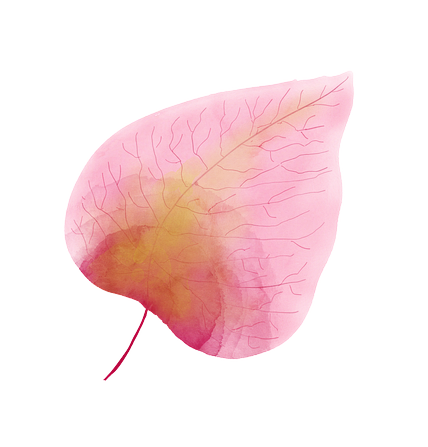 Single Coaching Session