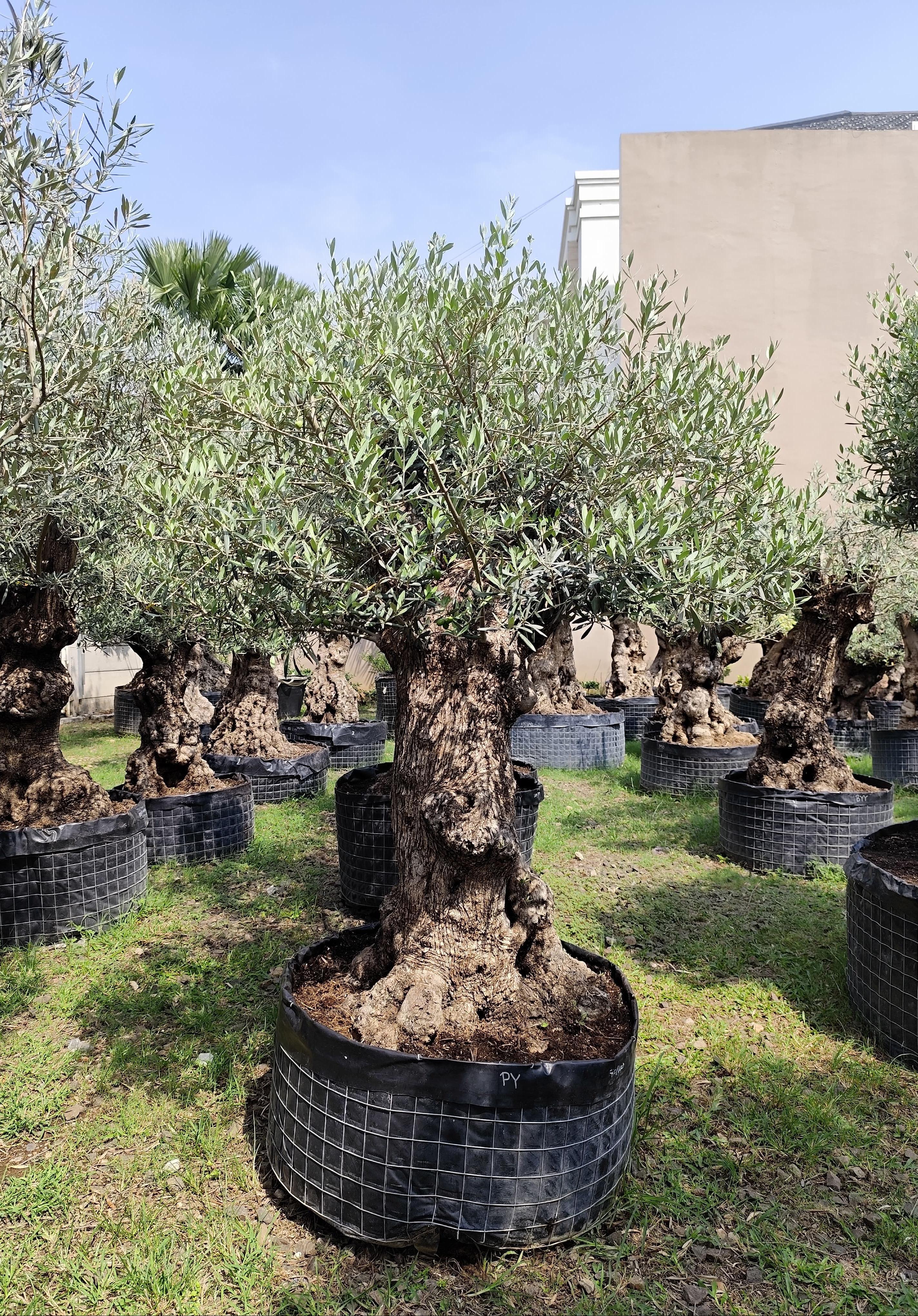 Olive Tree | Pohon Zaitun