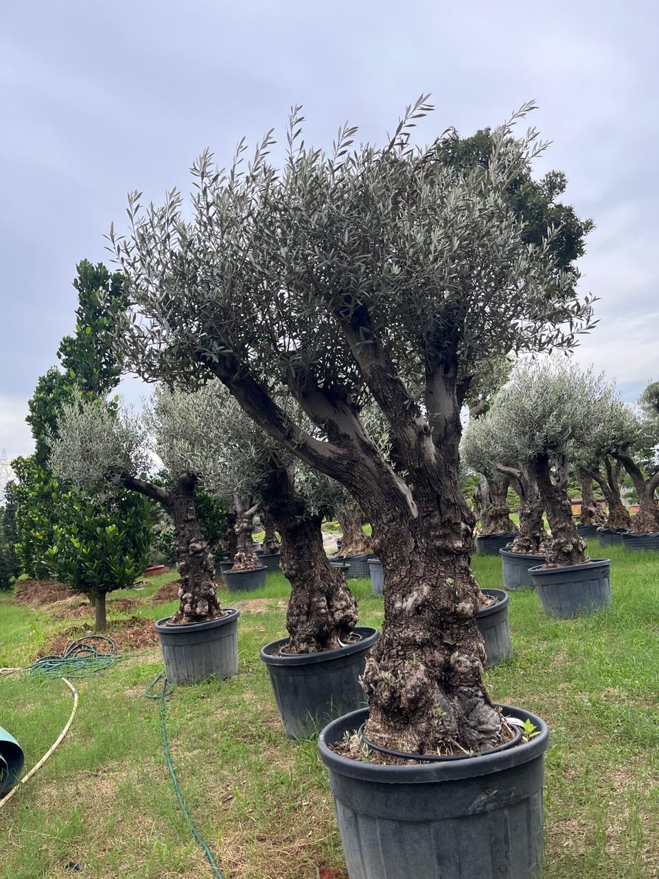 Olive Tree | Pohon Zaitun