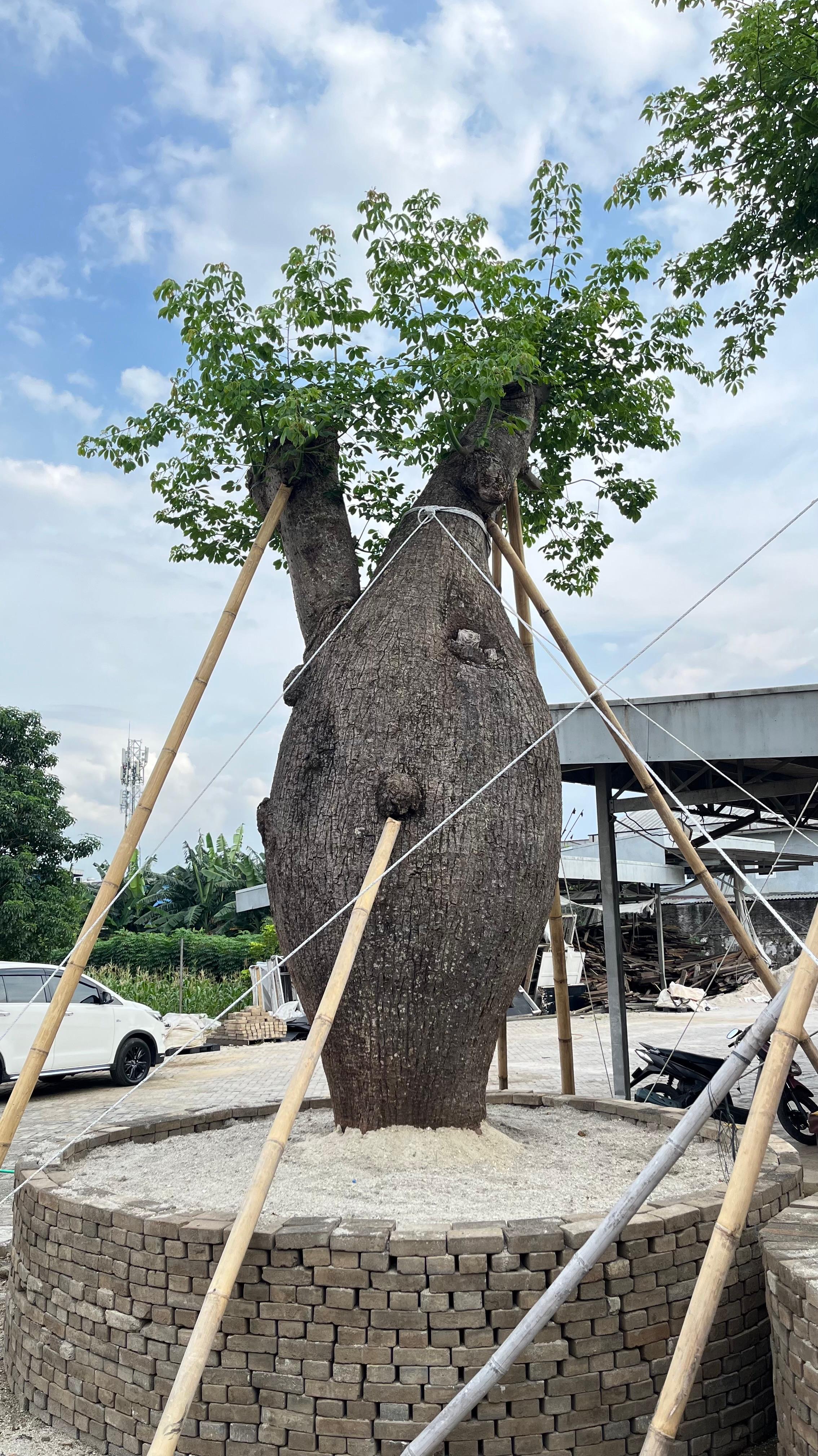 Bottle Tree Argentina