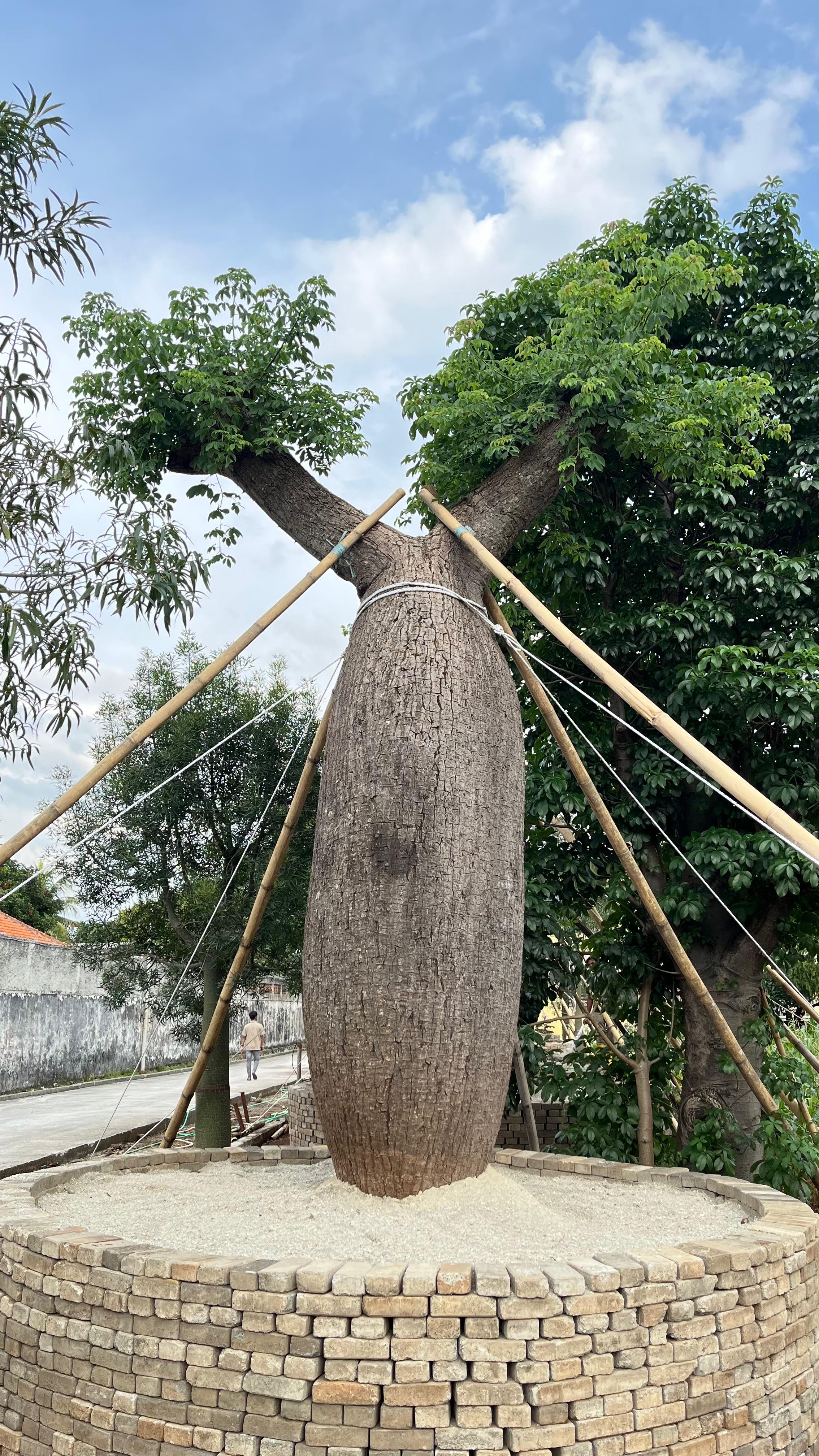 Bottle Tree Argentina 
