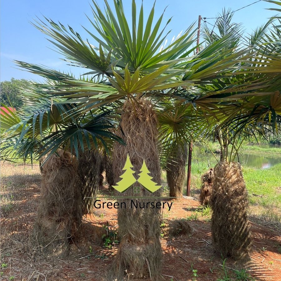 Palem Jenggot | Coccothrinax Crinita
