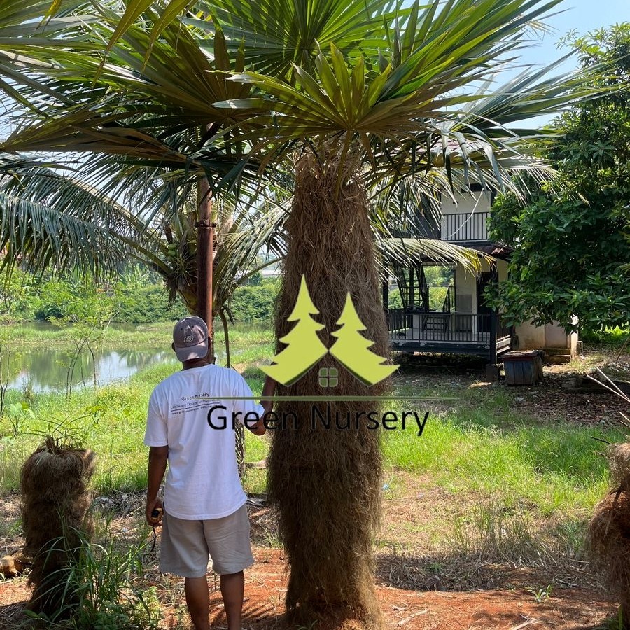 Palem Jenggot | Coccothrinax Crinita