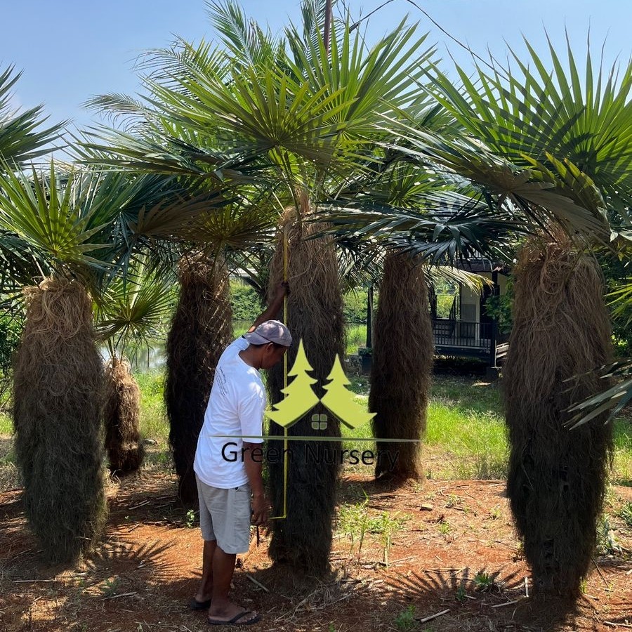 Palem Jenggot | Coccothrinax Crinita