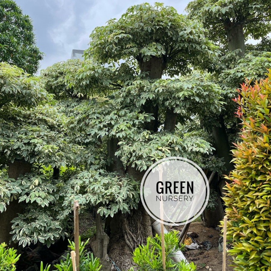 Bonsai Randu Varigata