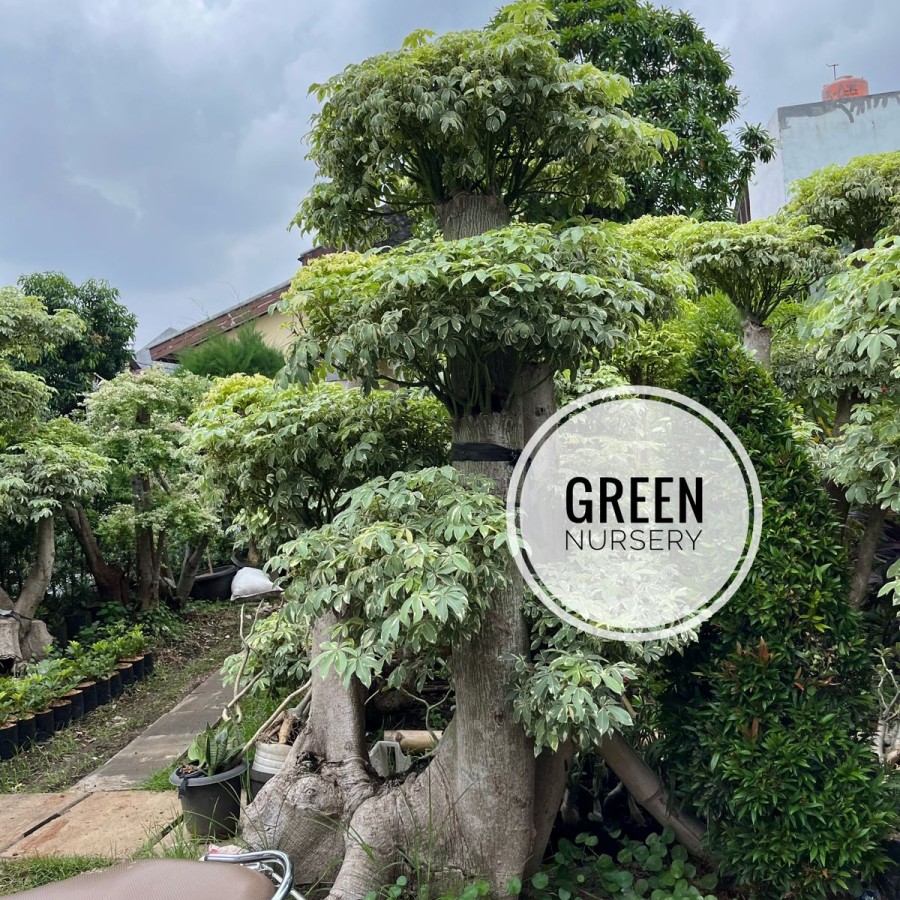 Bonsai Randu Varigata