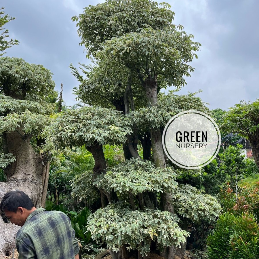 Bonsai Randu Varigata