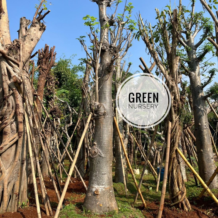 Baobab Tree Kaki Gajah