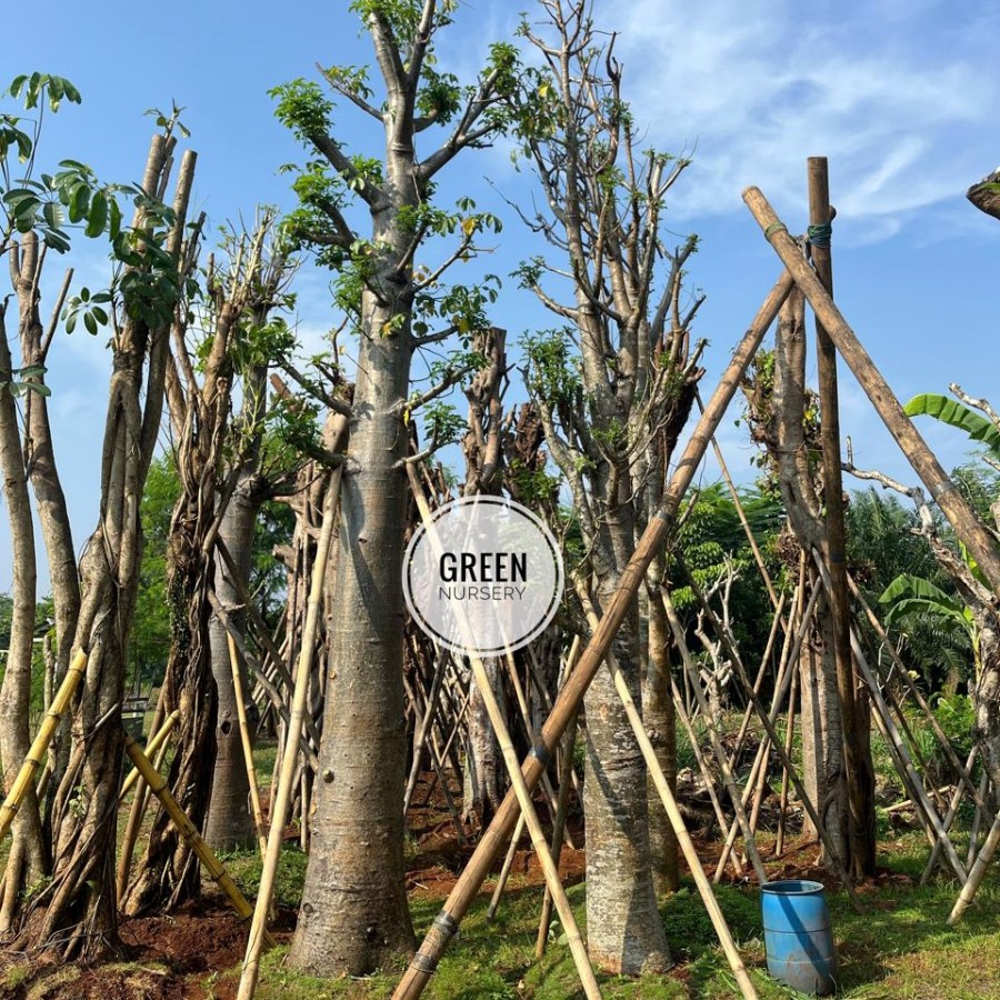 Baobab Tree Kaki Gajah