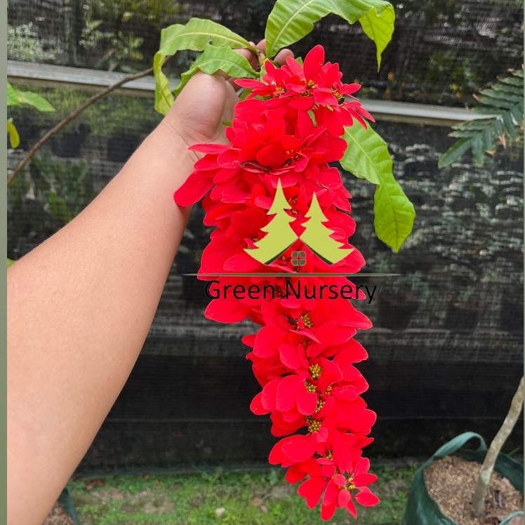 Pohon Warszewiczia Coccinea | Bunga Warwesia