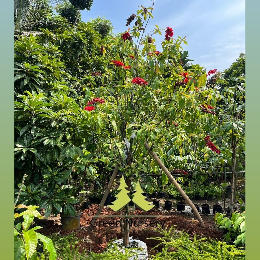 Pohon Warszewiczia Coccinea | Bunga Warwesia