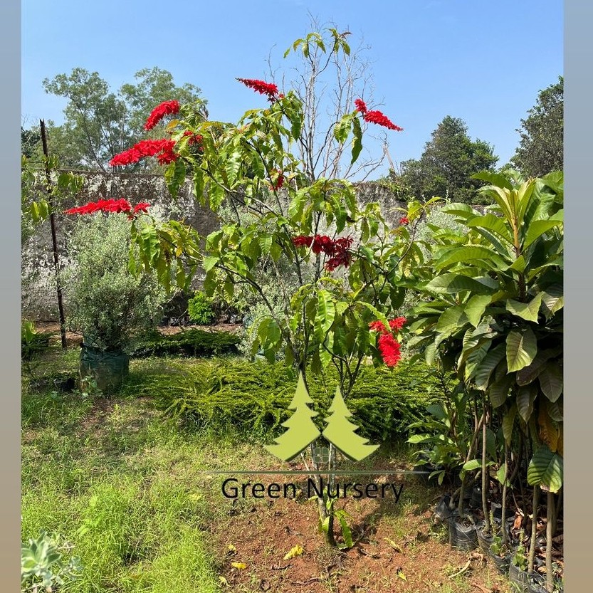 Pohon Warszewiczia Coccinea | Bunga Warwesia