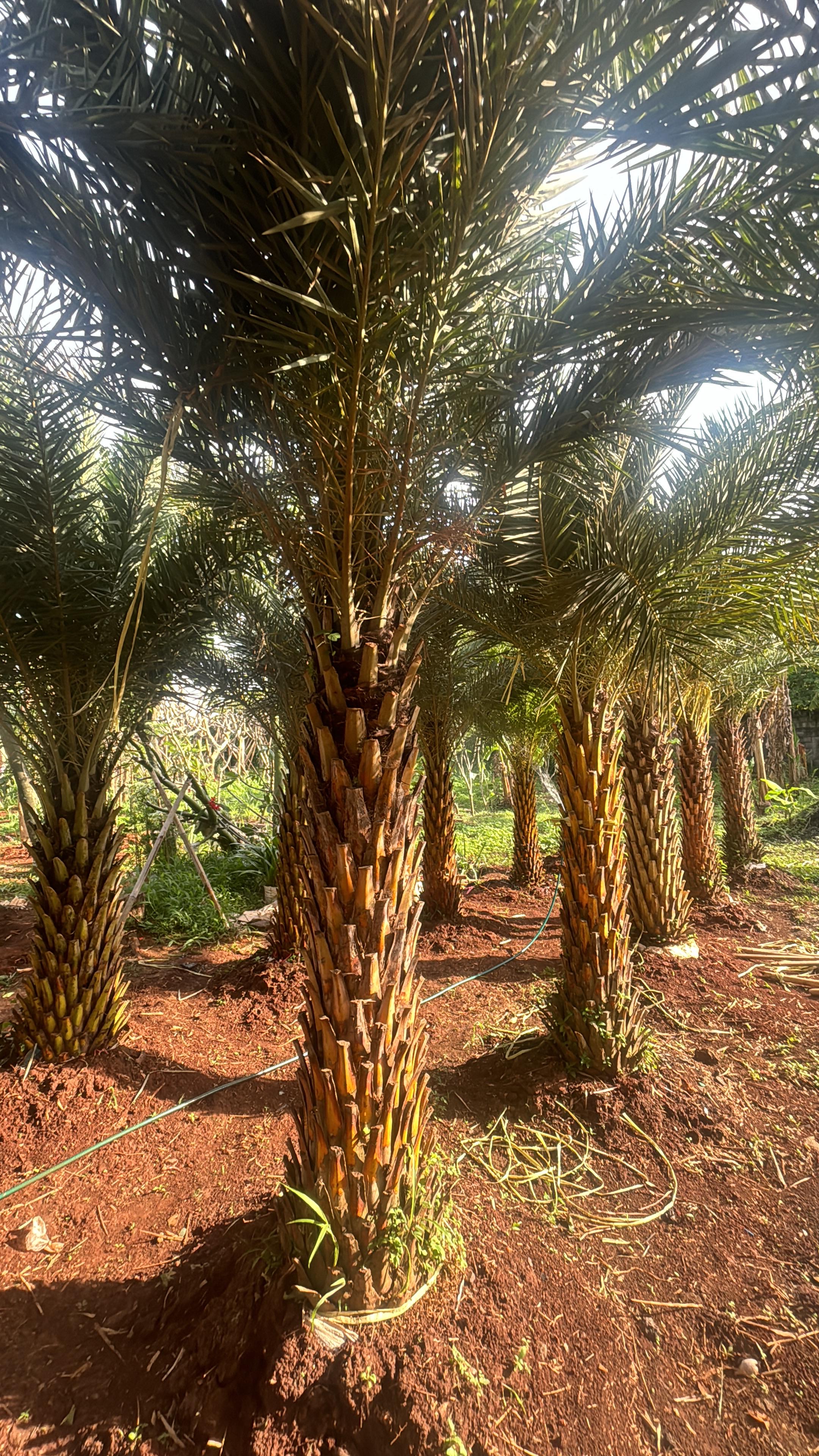 Palm Kenari Silvertis