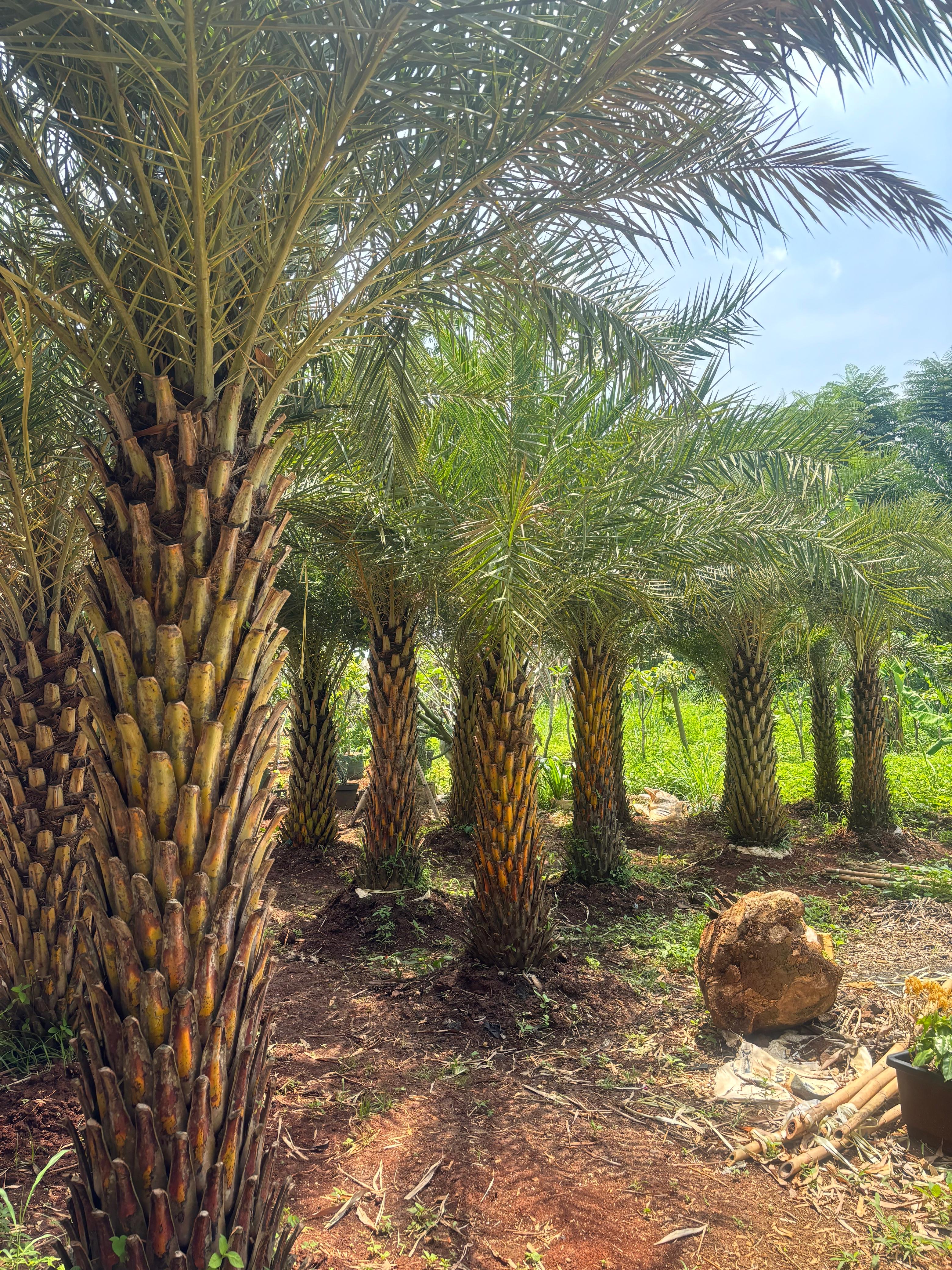 Palm Kenari Silvertis