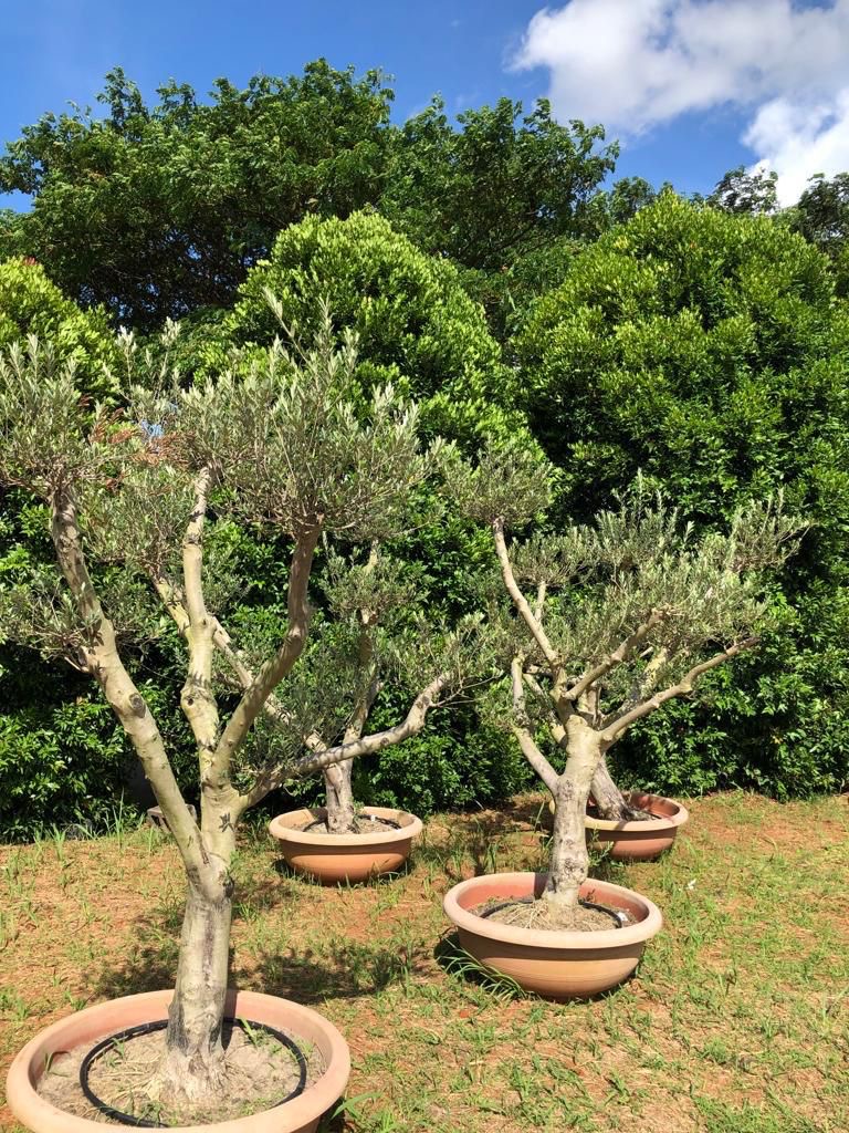 Potted Olive Trees
