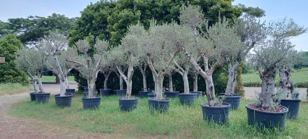 Potted Olive Trees