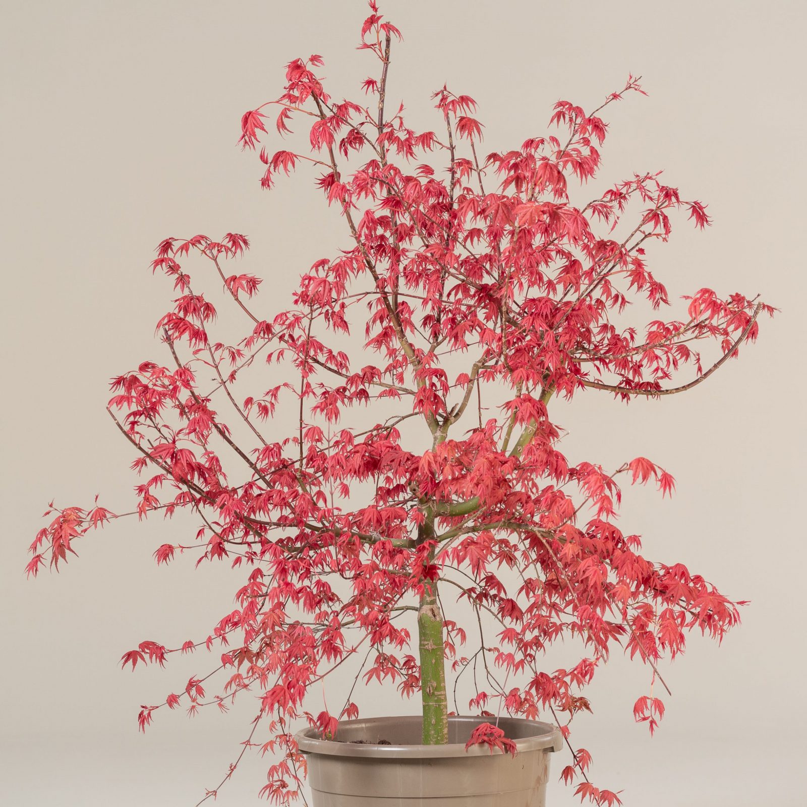 Japanese Maple Tree