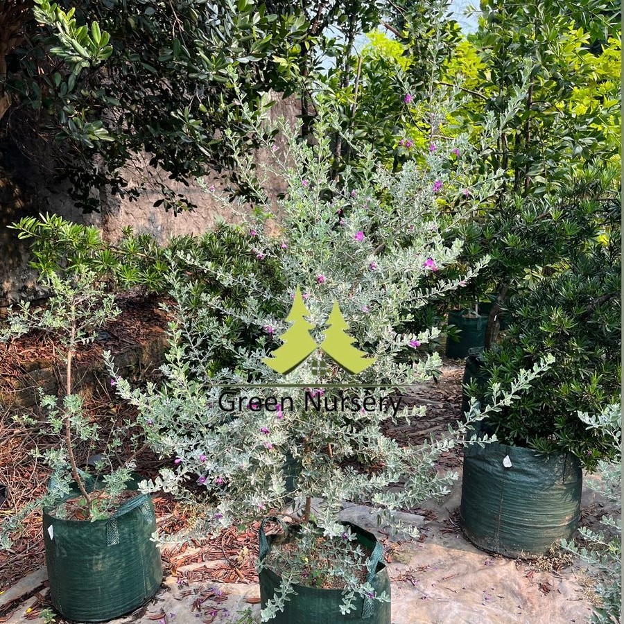 Tanaman Leucophyllum