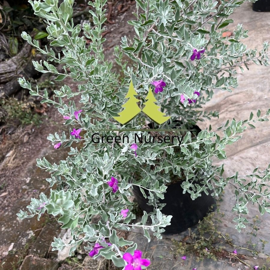 Tanaman Leucophyllum