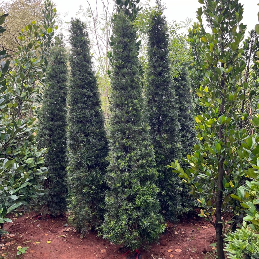 Pohon Lohansung Jepang