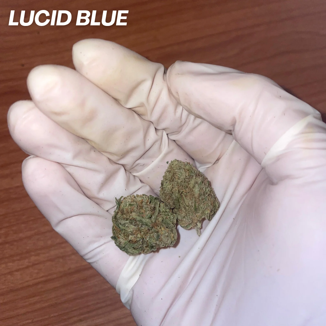 LUCID BLUE STRAIN 