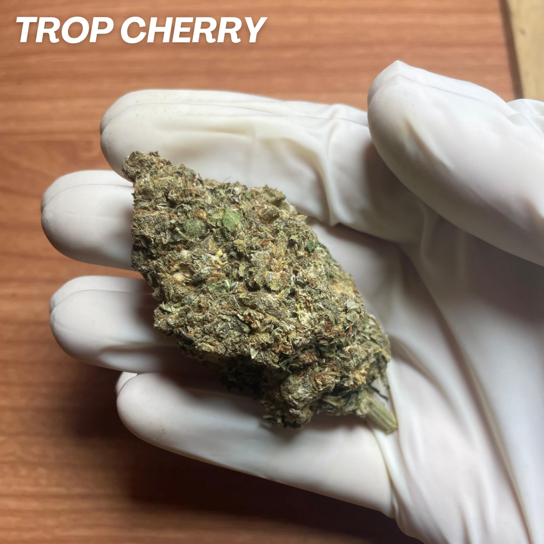 TROP CHERRY STRAIN