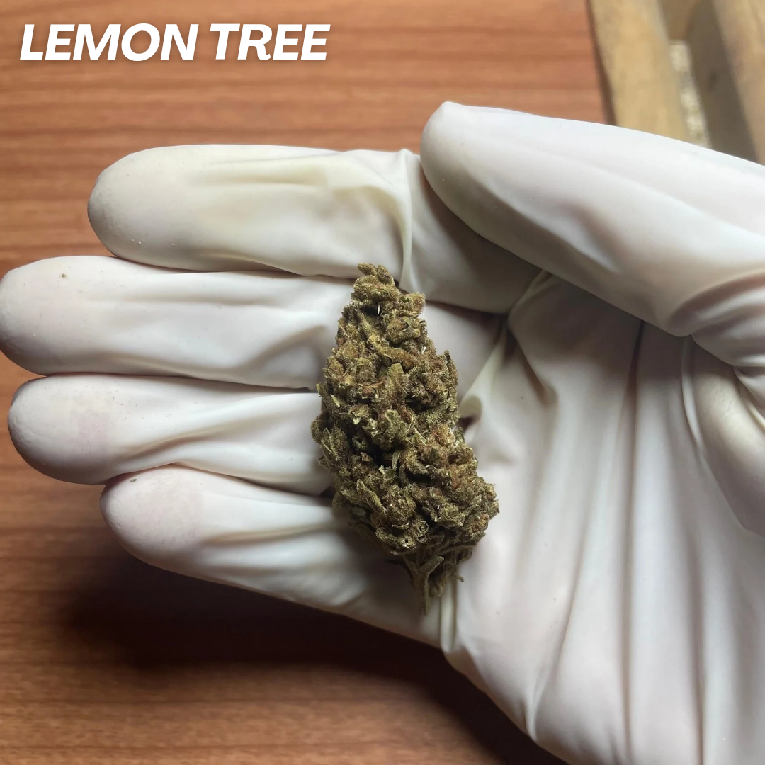LEMON TREE STRAIN