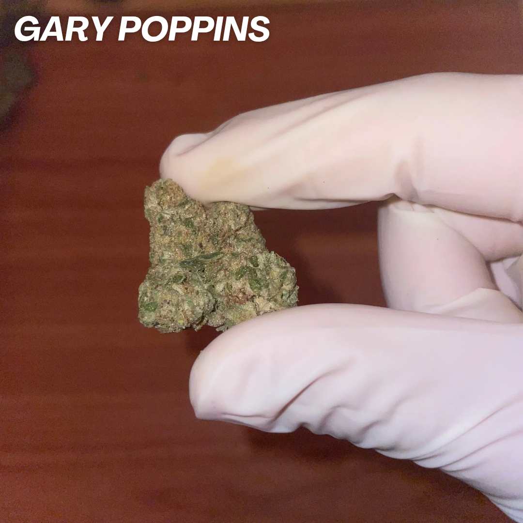GARY POPPINS STRAIN