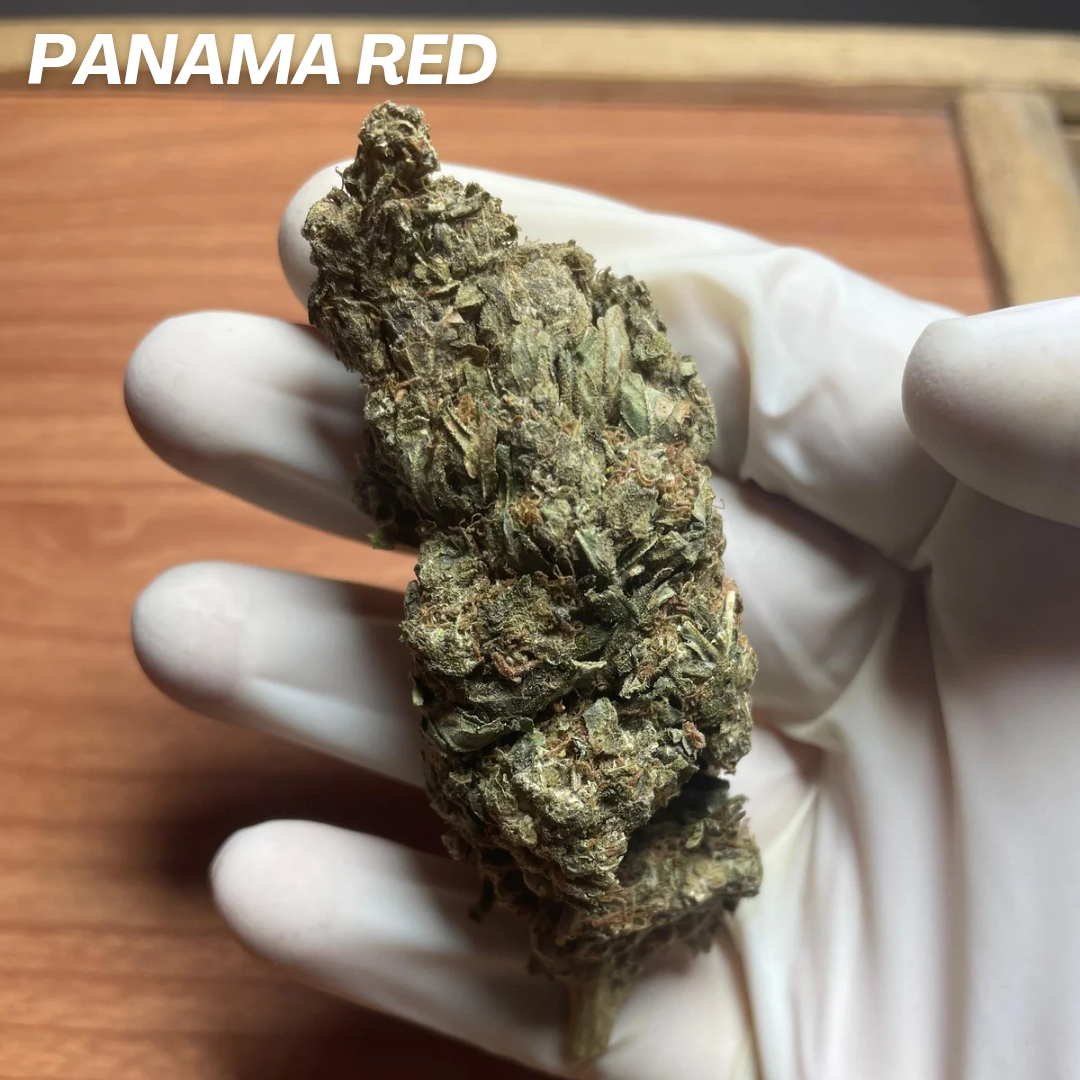 PANAMA RED STRAIN