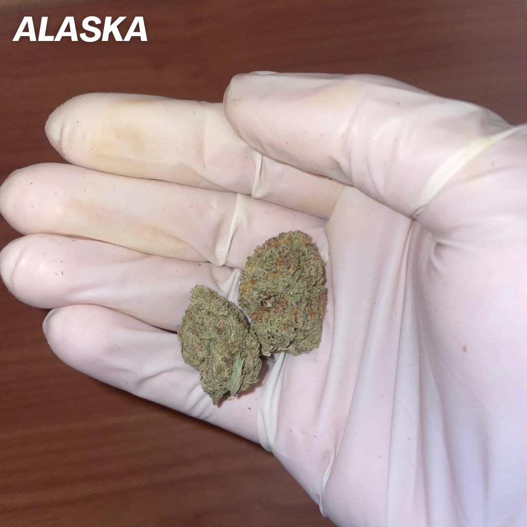 ALASKA STRAIN 