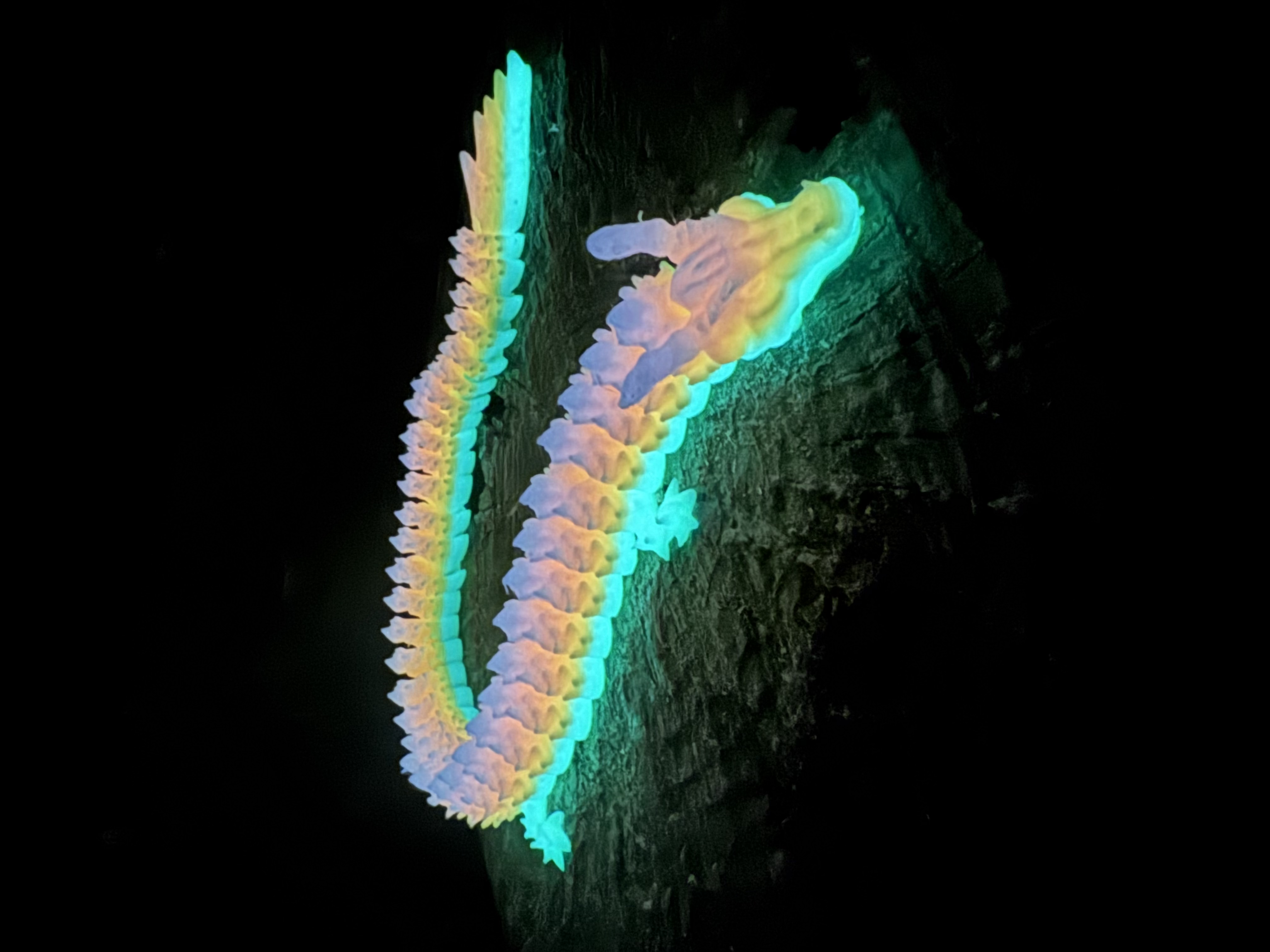 Glow in the Dark Dragon