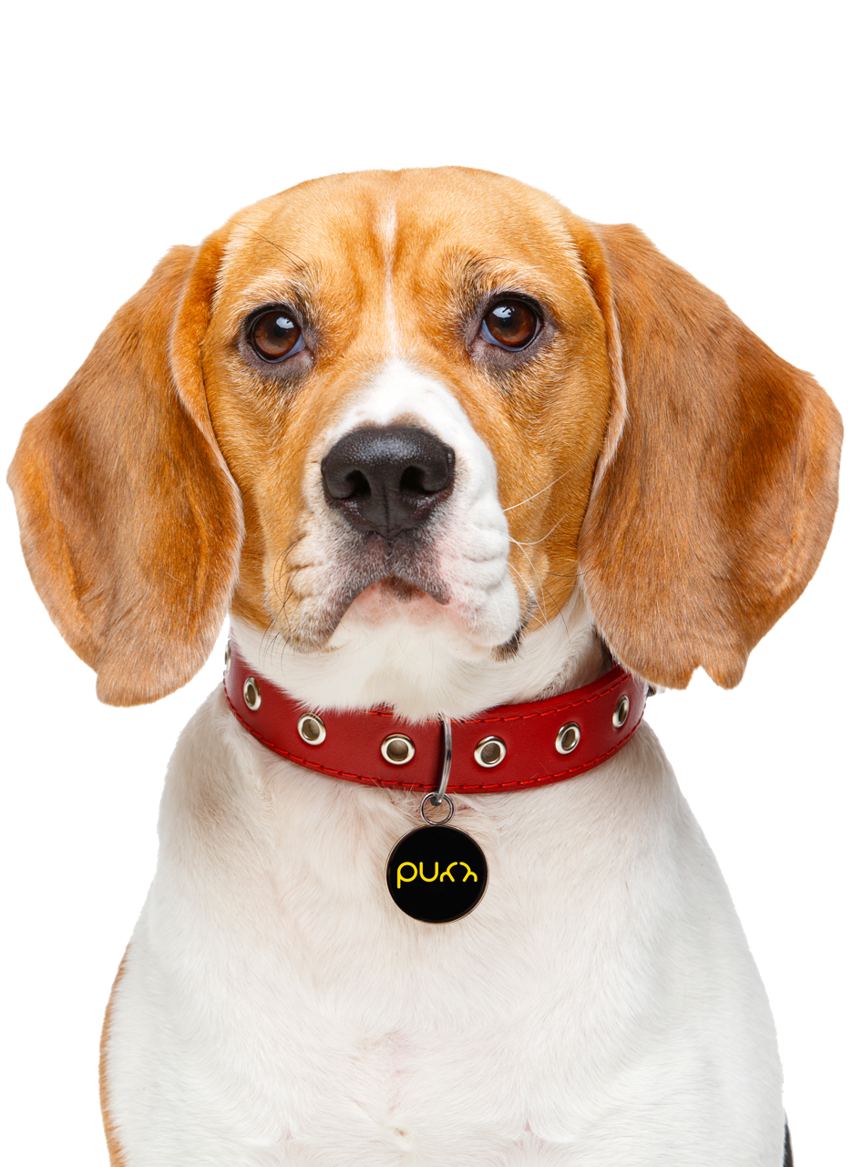 Purr Tag - India's Smart, Stylish & Safety Pet Tag 