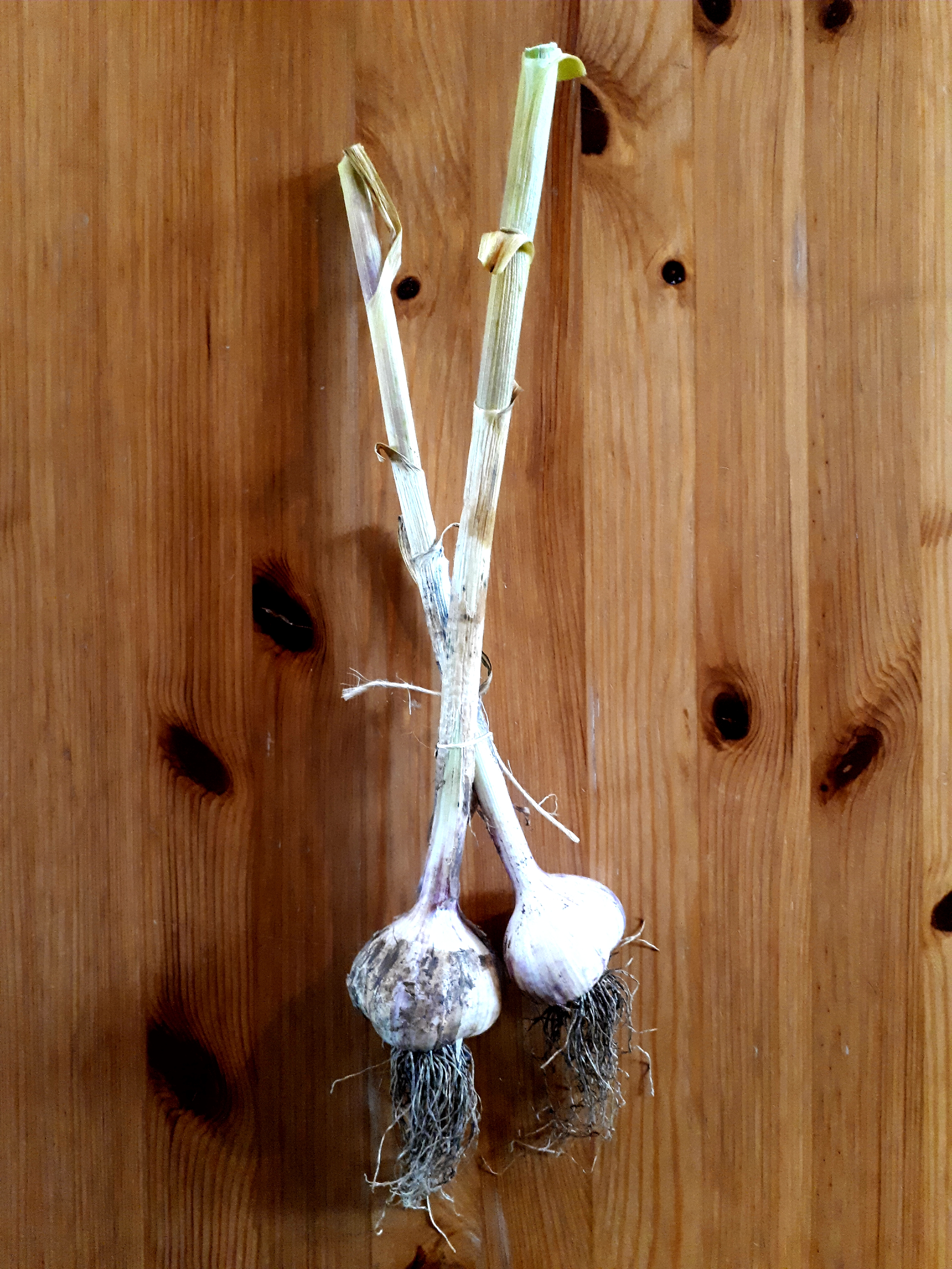Garlic
