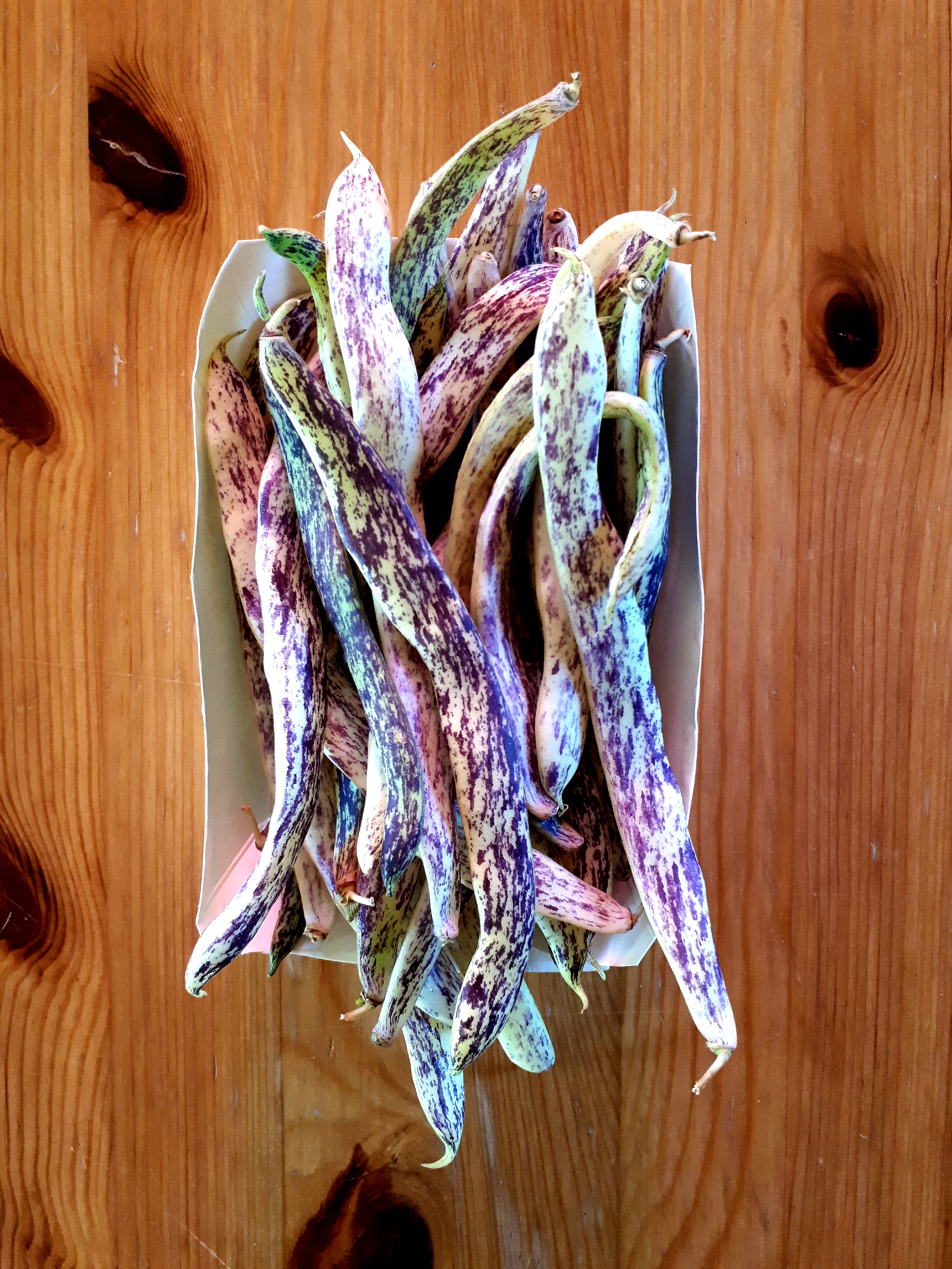 Dragon Tongue Beans