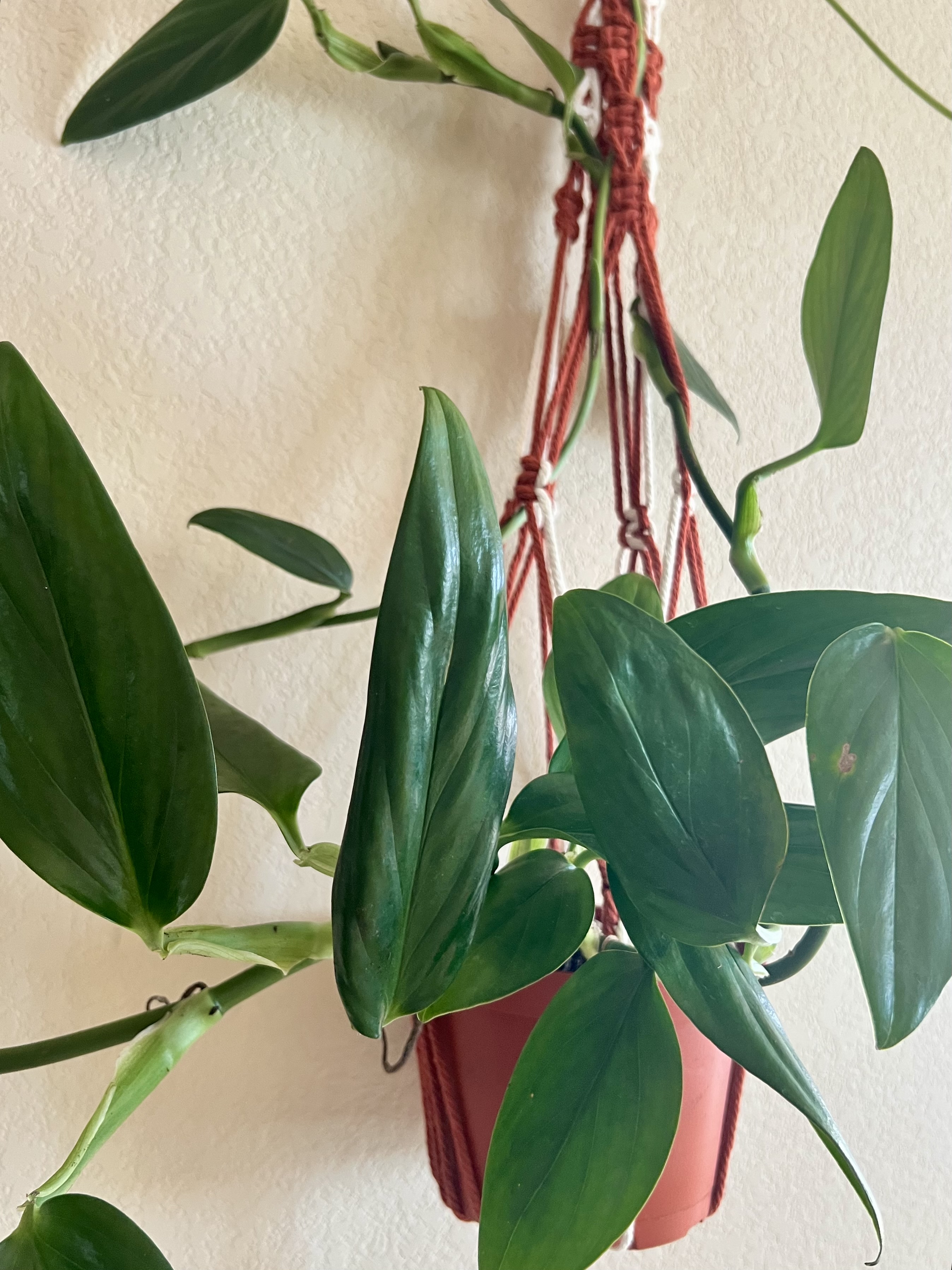 Long Handmade Macrame Plant Hanger 