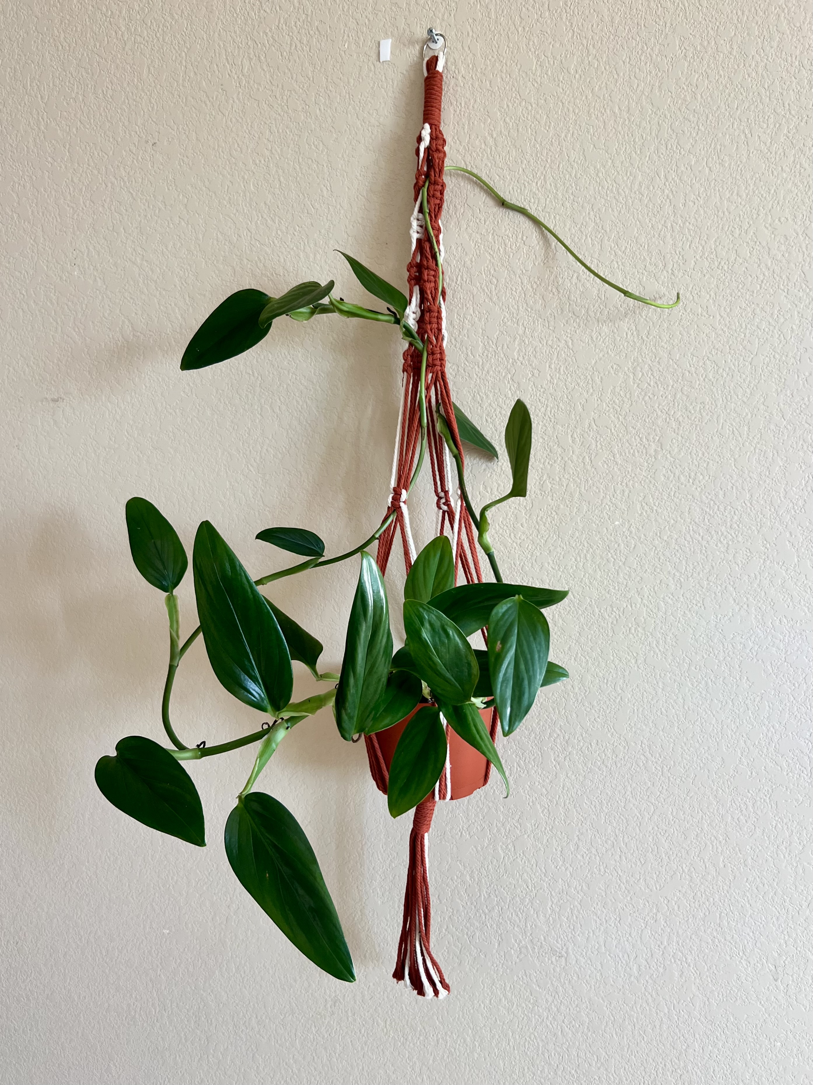 Long Handmade Macrame Plant Hanger 