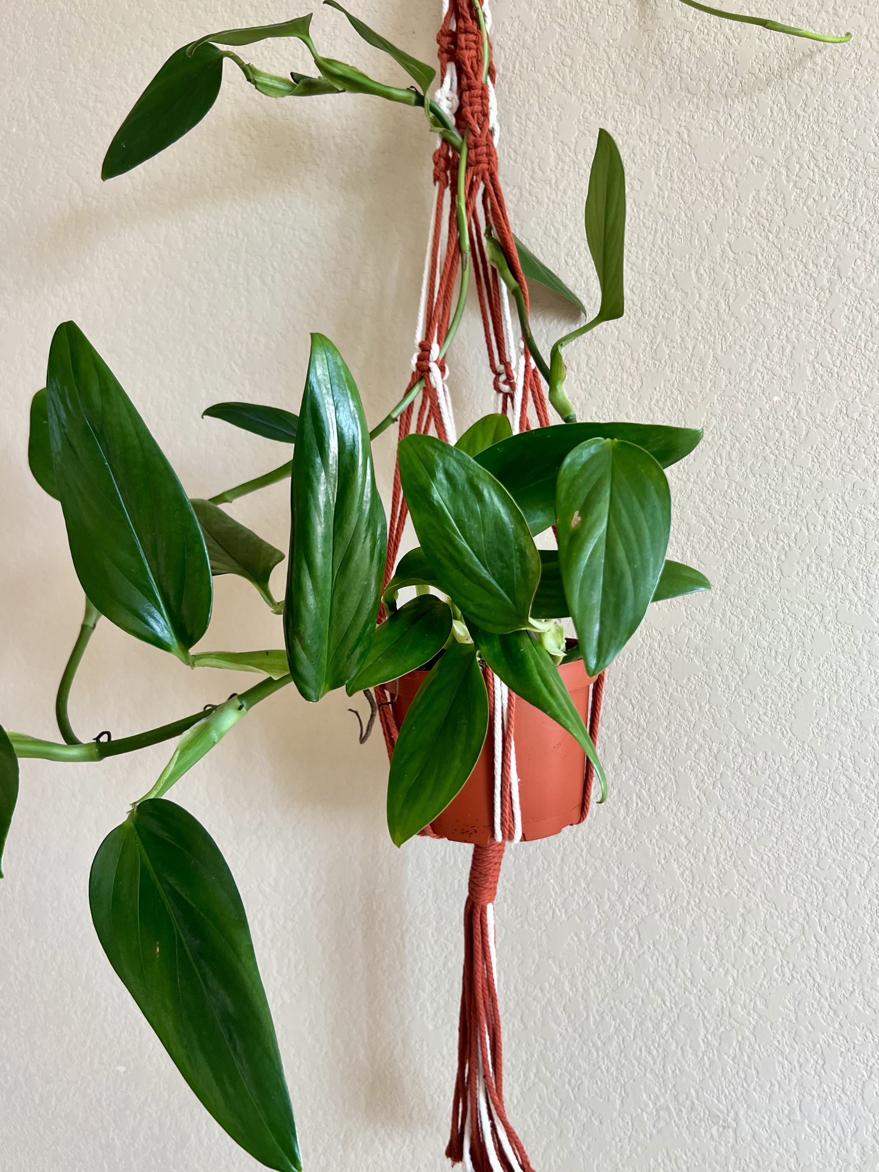 Long Handmade Macrame Plant Hanger 