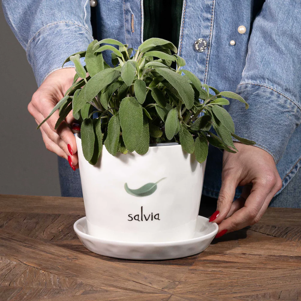 Vaso con sottovaso "Salvia"