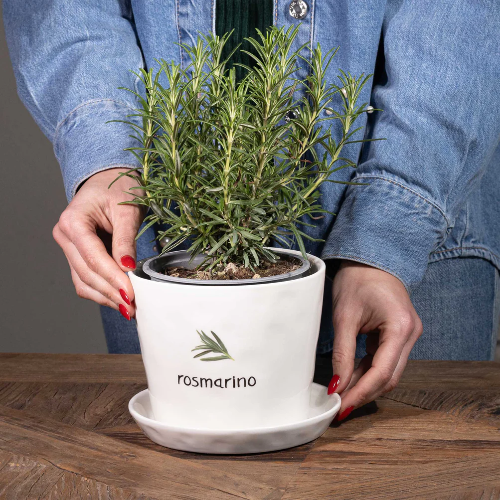 Vaso con sottovaso "Rosmarino"